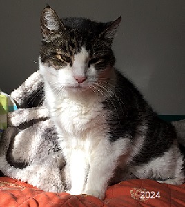 Stummi der letzte seiner Art