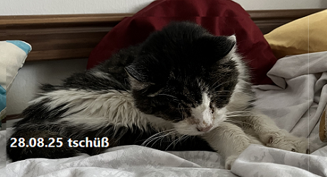 ein letztes Mal kuscheln, dann kamst du die Katzentreppe nicht mehr hoch.