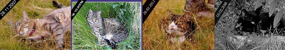 sie und 10 weitere sind nicht mehr